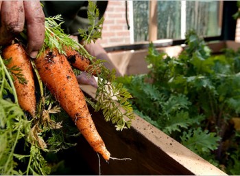 From the New York Times: The Rise of Corporate Gardens