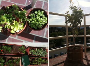 Behold the BAMCO headquarters balcony garden!