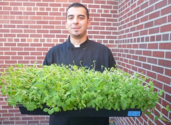 From Rooftop to Salad Bowl: Microgreens Galore