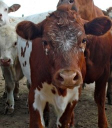 Are Our Cows Killing Us? More Reasons to Think of Meat as an Occasional Treat
