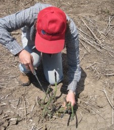 Willamette Chefs Discover Bounty of Fresh, Local Asparagus