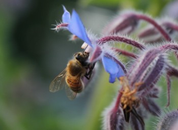 How We Can Bee the Change: Pollination Panel Discussion at Seattle U
