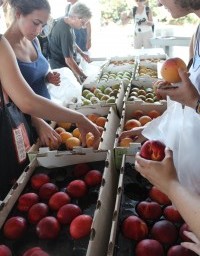 Mills College Takes a Field-to-Fork Trip to Frog Hollow Farm