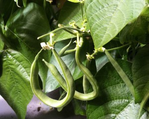 Indoor Innovation at Oberlin Means Fresh Produce in Winter