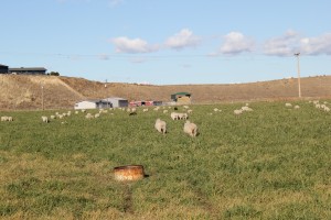 Whitman Team Supports Grass-Based Ranchers