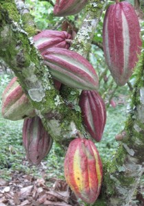 Cacao pods