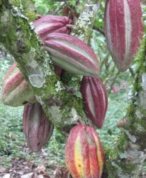 Field Trip: Visiting Colombia’s Cordillera Chocolate Growers