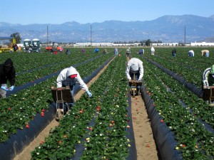 Get the Facts about Farmworkers with New, Downloadable Slideshow