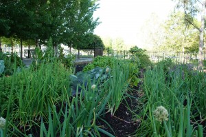 What’s Growing On (Part One): A Look at Three Corporate Kitchen Gardens