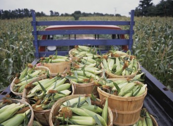 From the Cob to Café: Freezing Super Sweet, Farm to Fork Corn