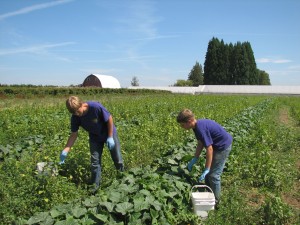 The Cucumber College Fund at Happy Harvest Farm