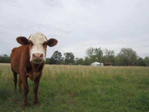 Why We Need a More Resilient Food System