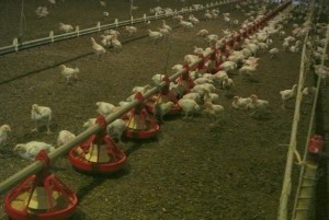 Water systems (to the left) have requirements for the nipple to chicken ratio, and the pipes are moved higher as the chickens grow for accessibility.