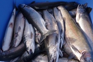 Beautiful, freshly caught salmon from the Affiliated Tribes of Northwest Indians.