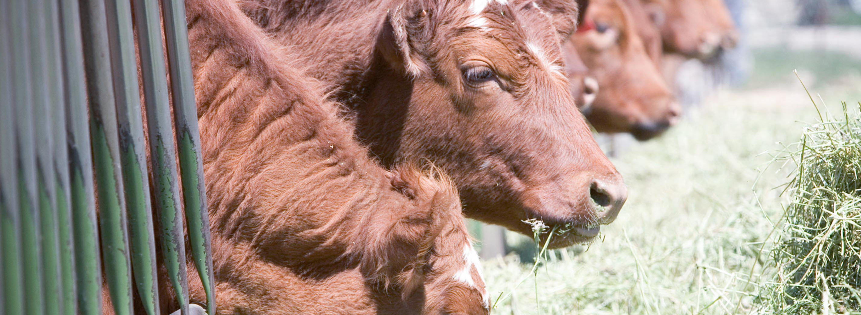 Humane Ground Beef