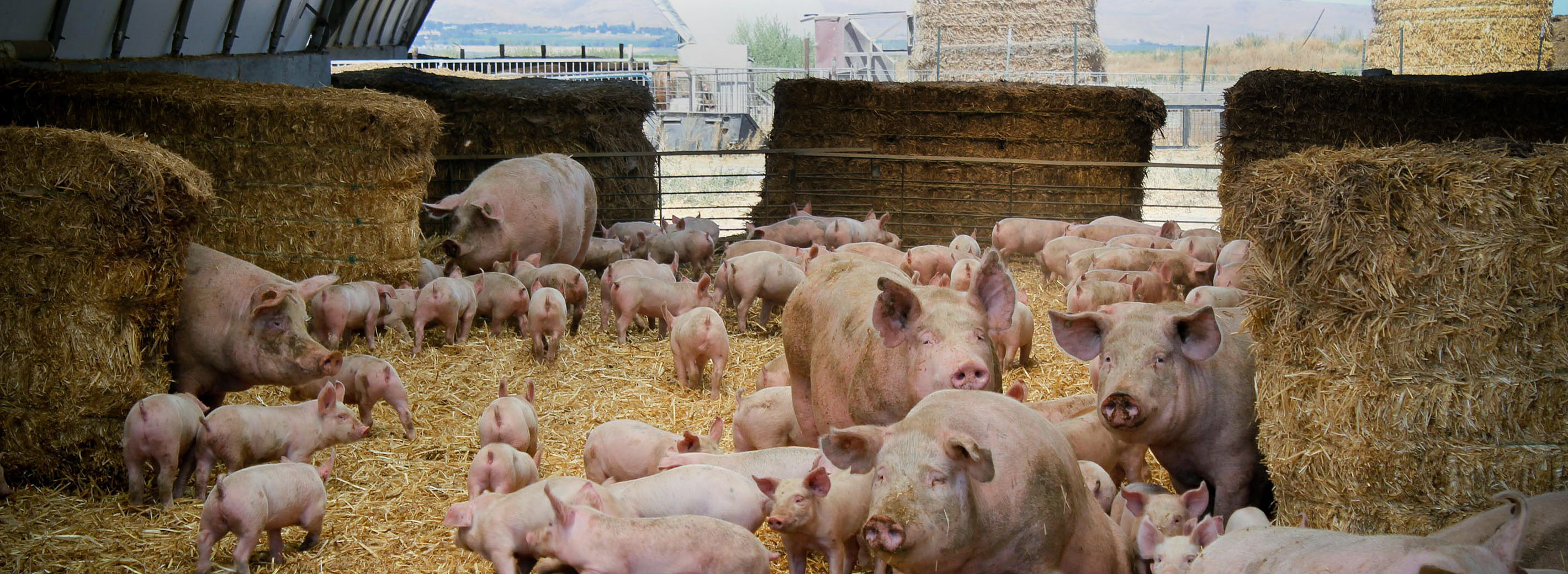 Phasing Out Gestation Crates for Pork and Battery Cages for Hens