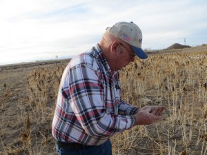 Debunking Quinoa Myths at White Mountain Farm