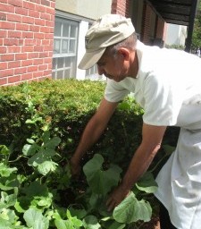 Urban Garden Flourishes at Lesley University