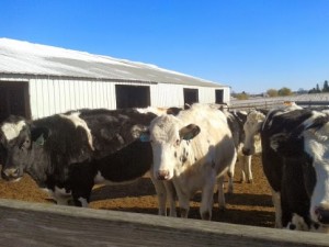 Country View Dairy Farmstead Yogurt Keeps “Culture” on the Farm