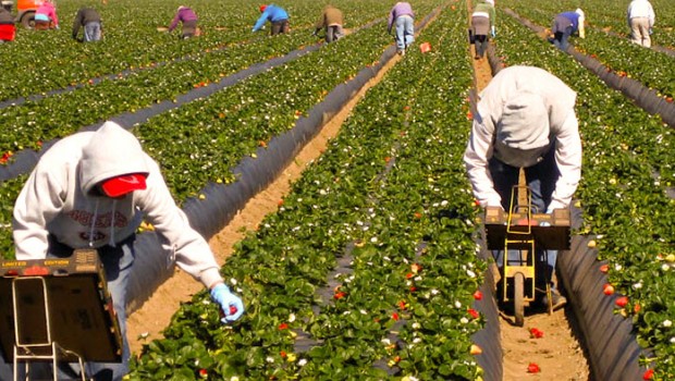 Florida Farmworkers Seek Help on Heat Protection from Food Industry
