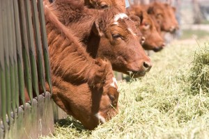 cows_iStock_000004693758Large_1420px
