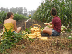 Comparing notes: New Website Lets Student Farmers Connect