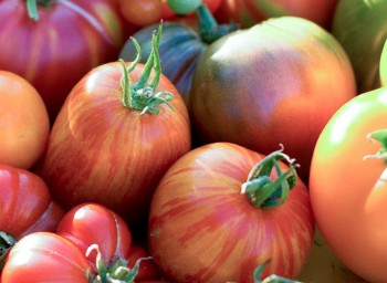 headerl_tomatoes2_1420x520