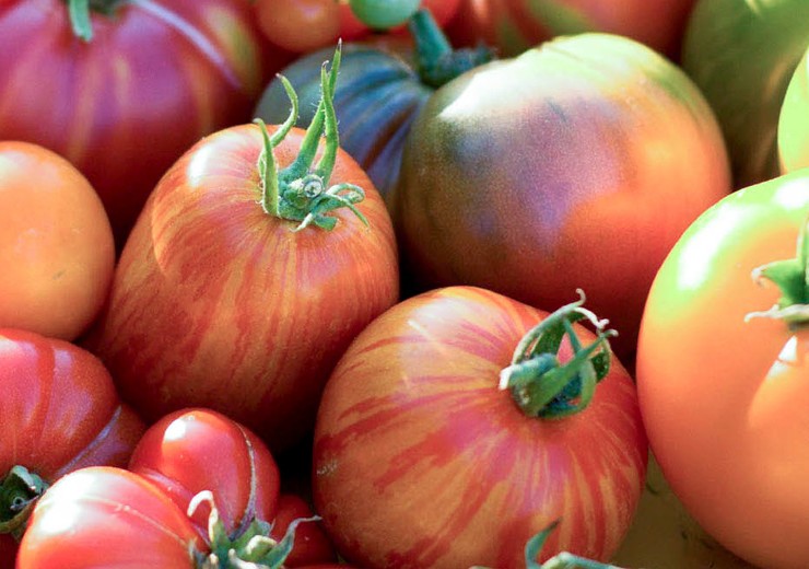 headerl_tomatoes2_1420x520