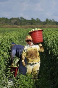 tomato picker_0