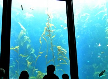 MBA_aquarium_DSC_8325_2840px2