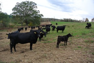 Roseda Farm cattle