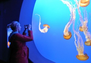 mba_jellyfish_claire_DSC_8374_930px