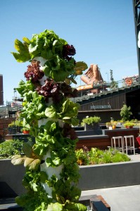 Aeroponic towers