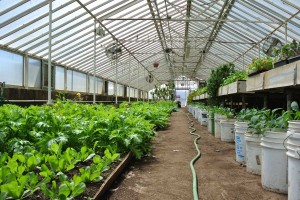 The beds are raised to hip-level to help farmworkers and volunteers with better ergonomics 