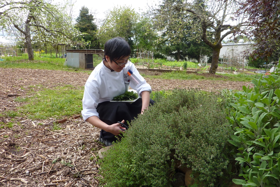 Executive Chef Jenny Nguyen snips herbs for a farm fresh dinner at local supplier Zenger Farm.