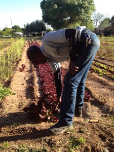 DeWayne Frelix, owner of Arizona Herb Daddy, checks his lettuces