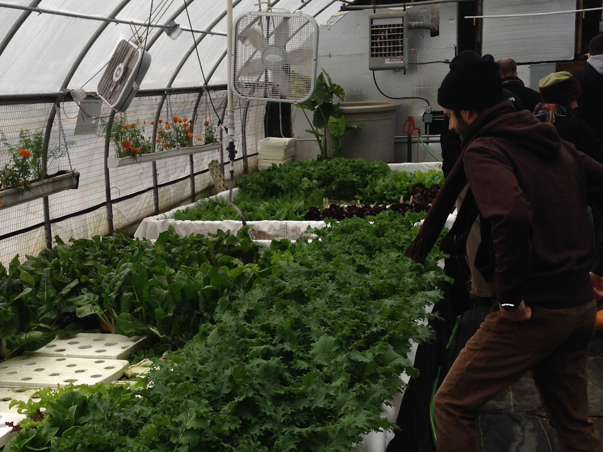 Assistant Scientist Dr. David Love prepares to reach over the aquaponics’ floating garden beds to pluck some fresh greens.