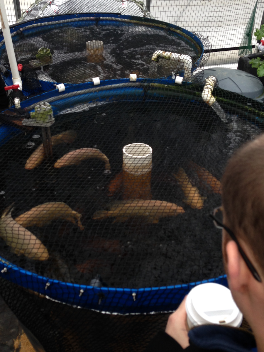 hopkins_aquaponics_tilapia