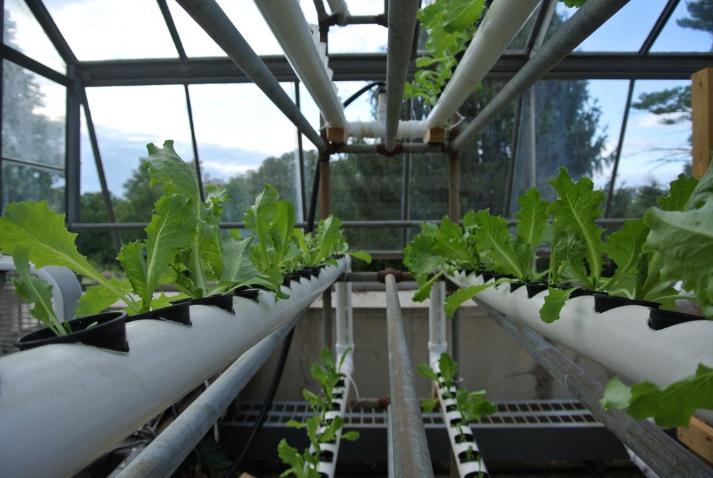 Their self designed and built hydroponic  system grows 75 heads of lettuce at a time, which are sold to their Bon Appetit chefs.