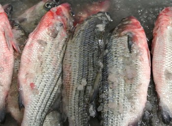 localsseafood_header_3490