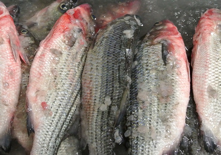 localsseafood_header_3490