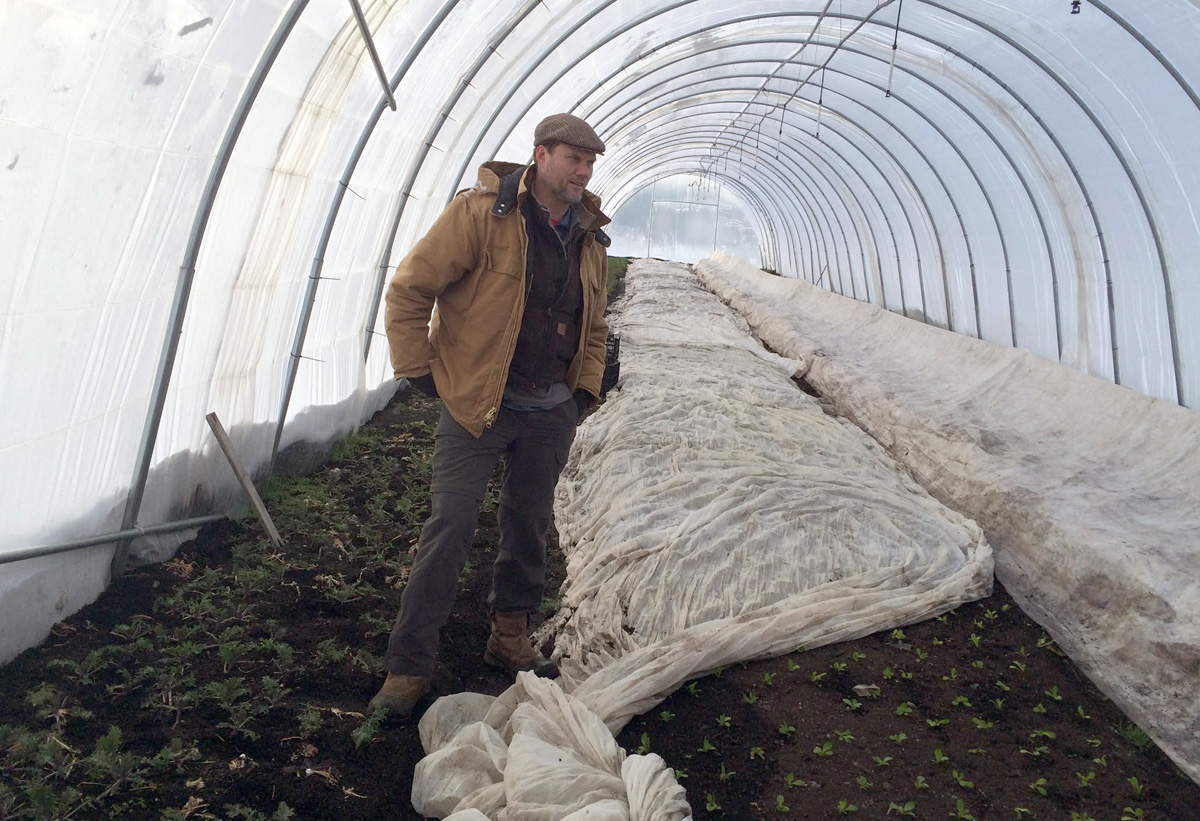 Big City Farms grower Rob Dunn shows the baby lettuce trying to keep warm