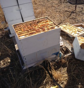 Beehives at SAP headquarters in Palo Alto, CA