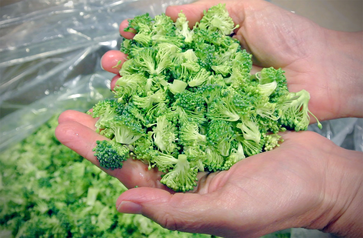 When heads of broccoli are broken into retail-sized bags, these small florets often fall off and are thrown away.