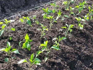 Pepper plants in the Kohl's Garden