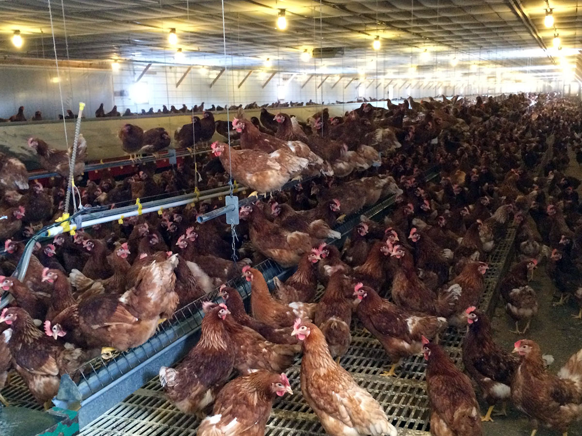 Being able to perch and roost are possible for cage-free chickens, not battery hens