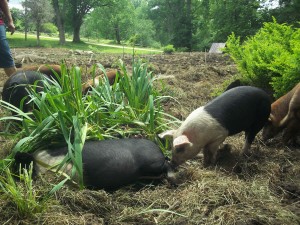 Pastured pigs