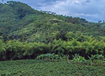 fairtrade_tea__MG_7068_1420pxheader