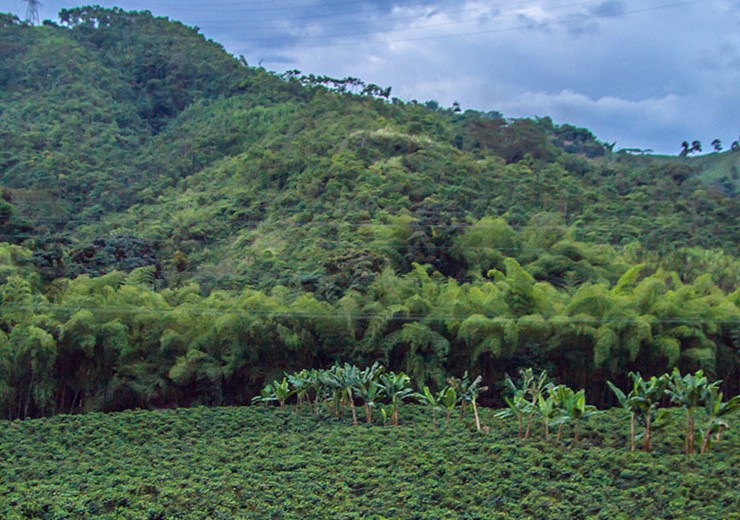 fairtrade_tea__MG_7068_1420pxheader