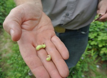 Brinkley Farms: Lessons from a North Carolina Family About Stewardship